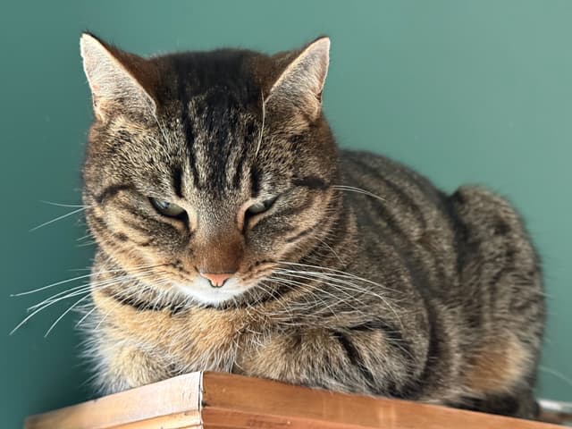 Die getigerte Hauskatze