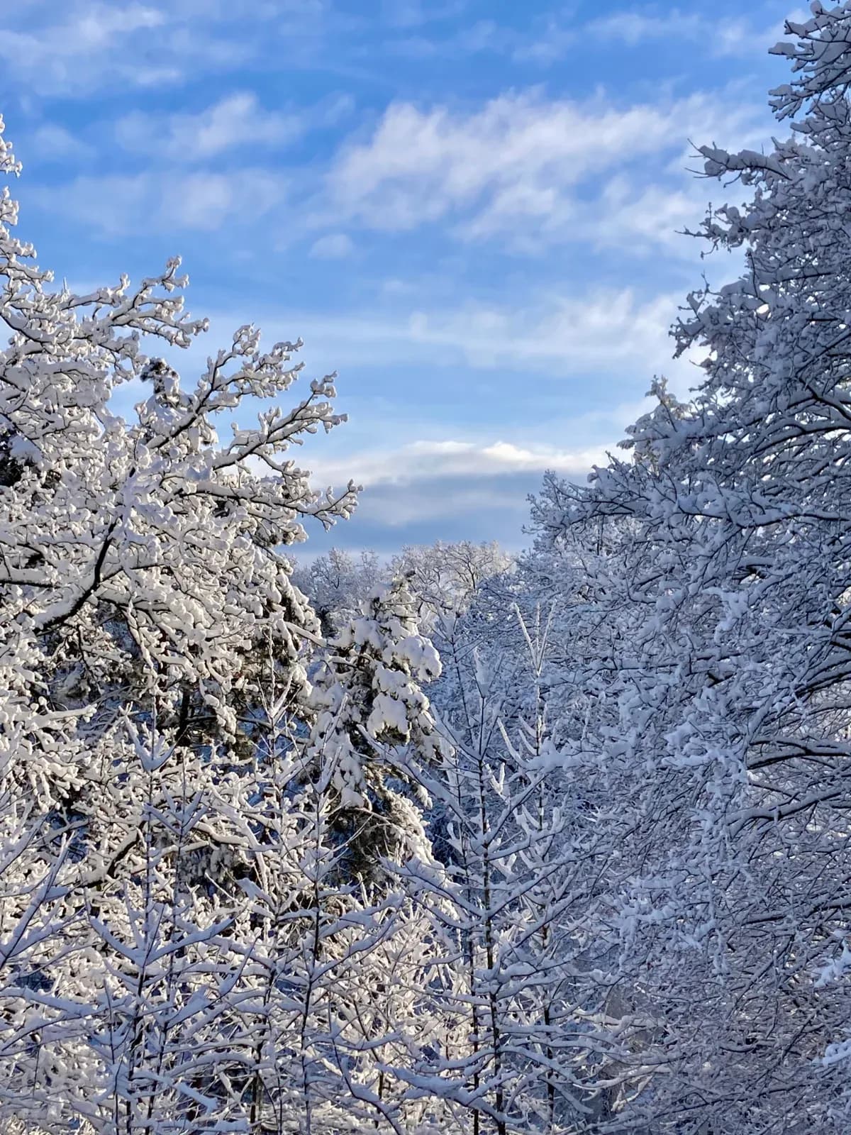 Verschneite Bäume unter blauem Himmel mit feinen Wolken