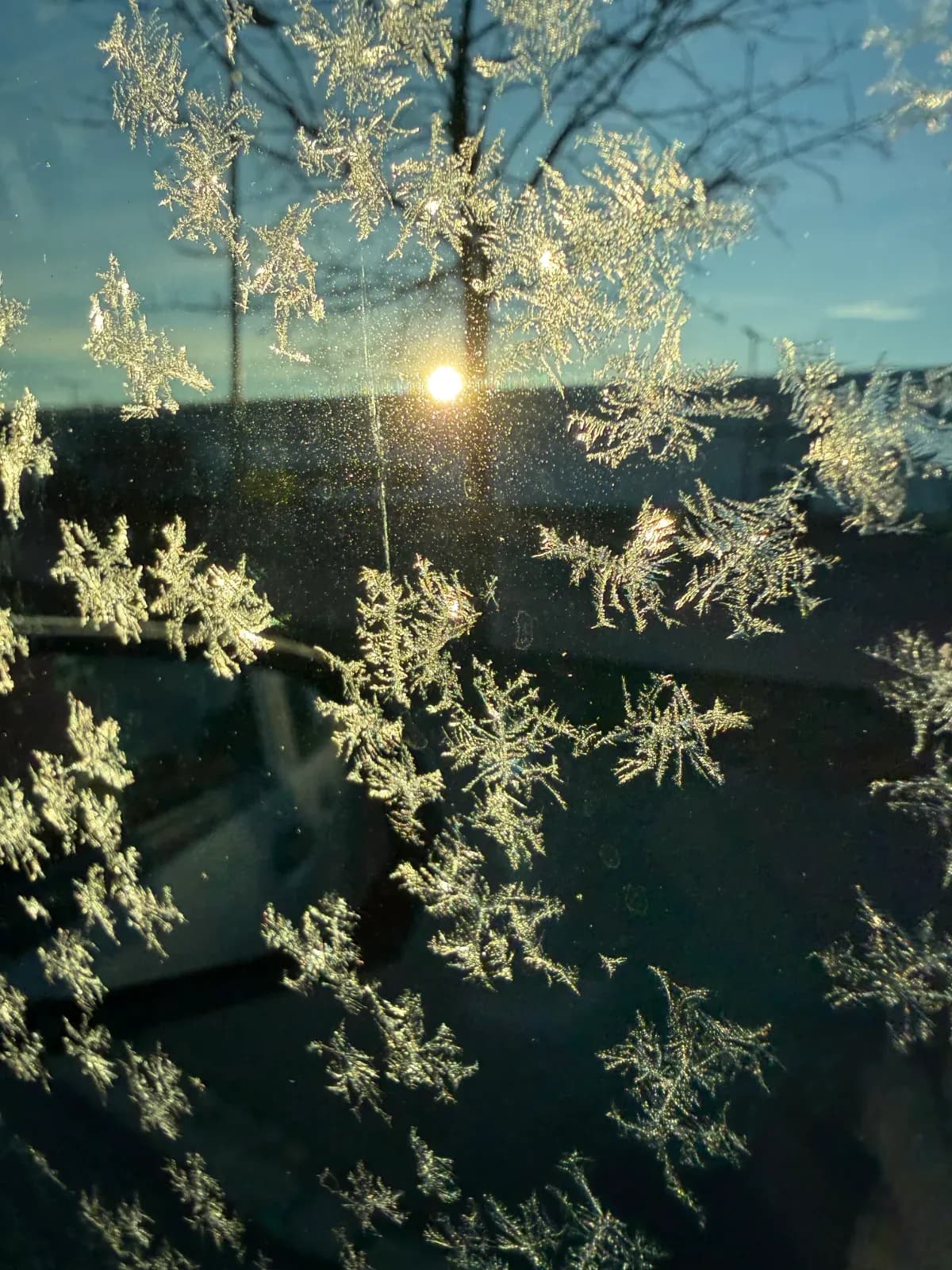 Eisblumen an einer Fensterscheibe, dahinter die tief stehende Wintersonne