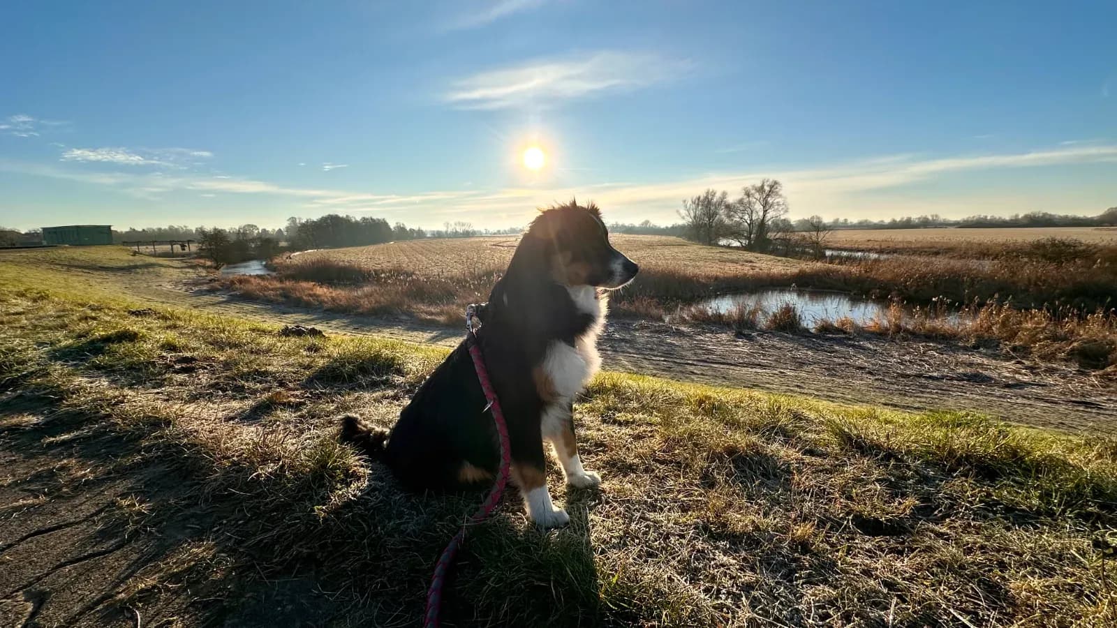 Hund sitzt im Gegenlicht der tief stehenden Wintersonne auf einer Wiese mit Raureif, dahinter Felder und ein Teich