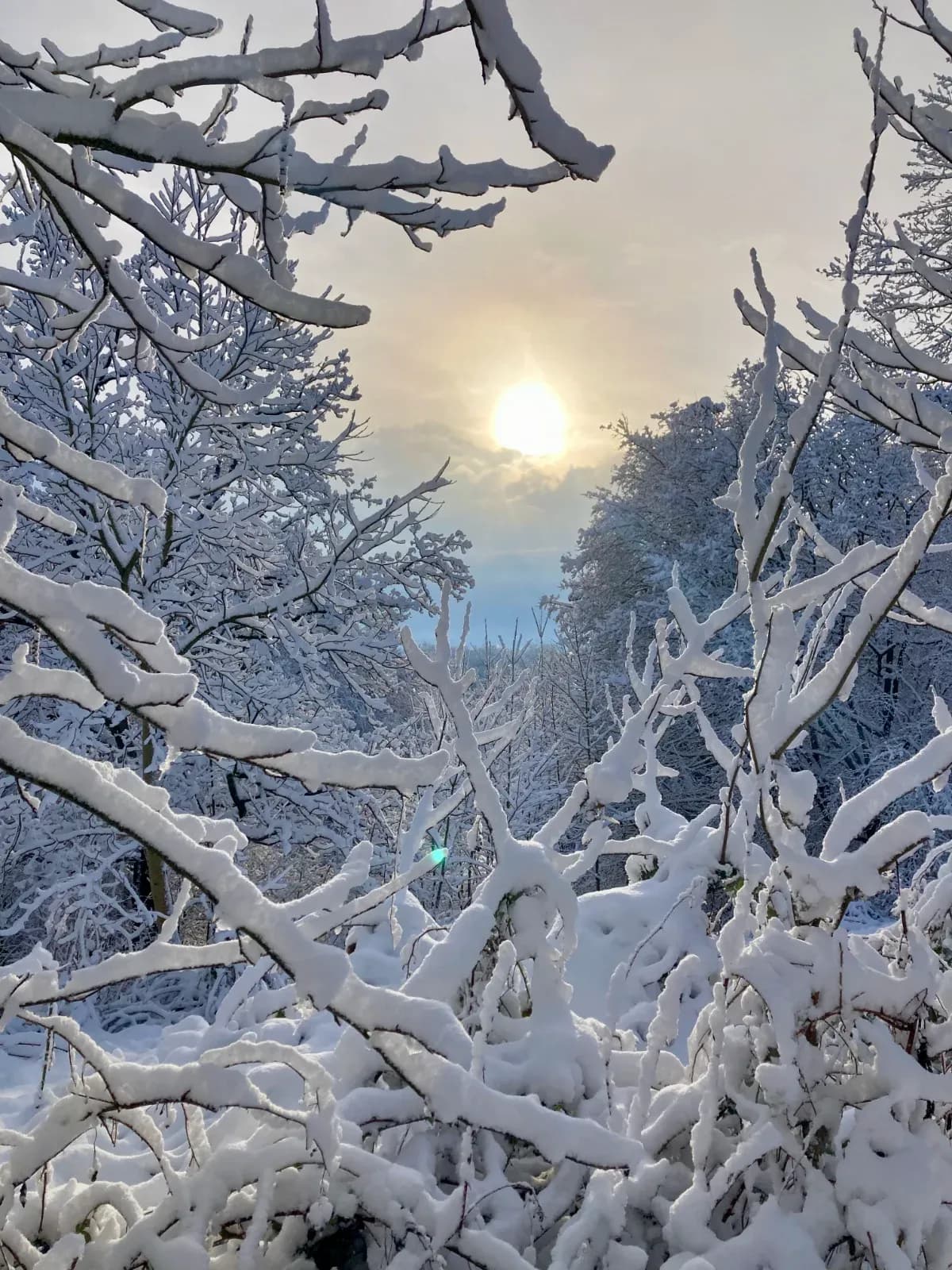 Verschneite Zweige, dahinter die Wintersonne hinter zarten Wolken